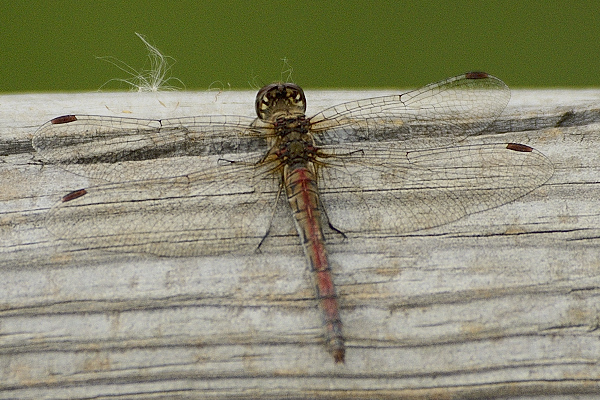 Help Identificazione 02: forse Sympetrum striolatum